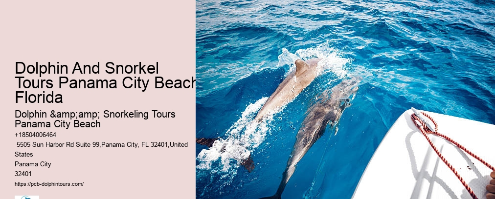 Dolphin And Snorkel Tours Panama City Beach Florida