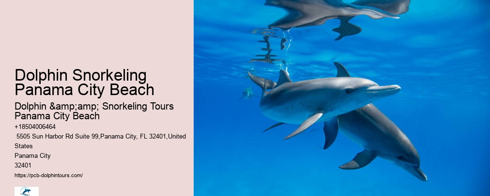 Dolphin Snorkeling Panama City Beach