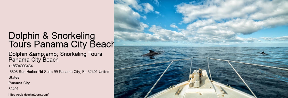 Shell Island Snorkel And Dolphin Catamaran Cruise