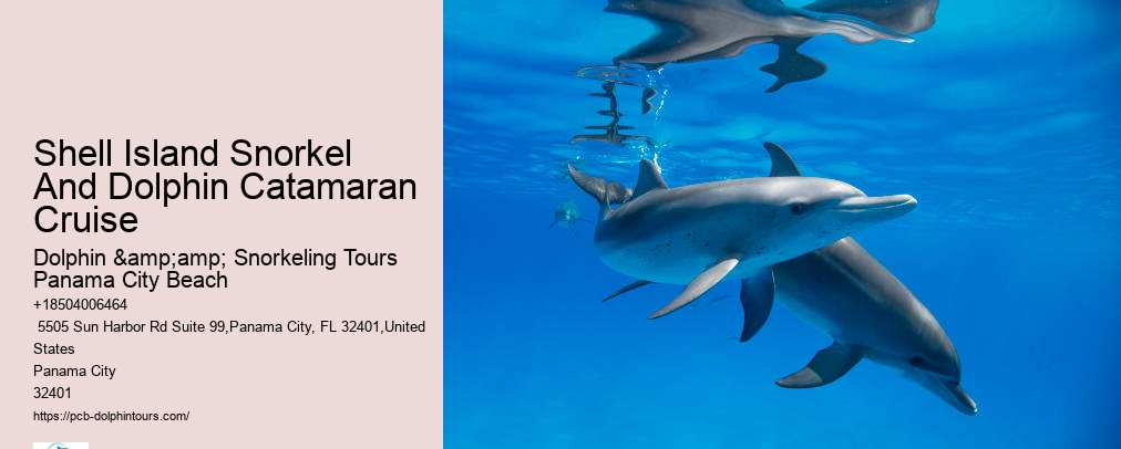 Dolphin Snorkeling Panama City Beach