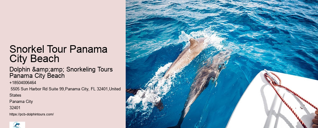 Dolphin And Snorkel Tours Panama City Beach Florida