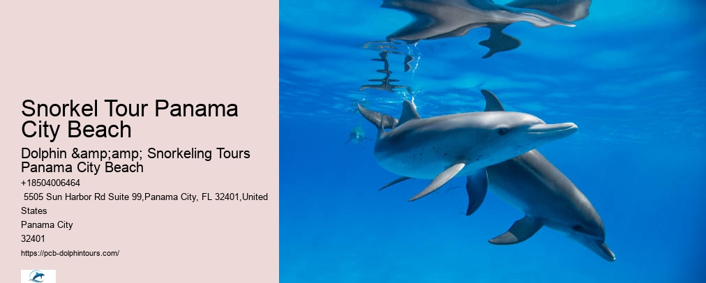 Dolphin And Snorkeling Tours Panama City Beach Fl