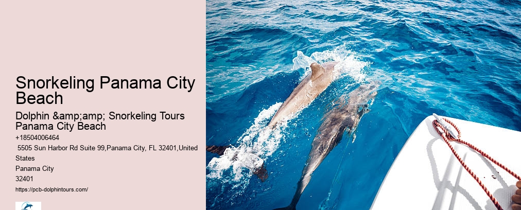 Shell Island Dolphin And Snorkeling Tour