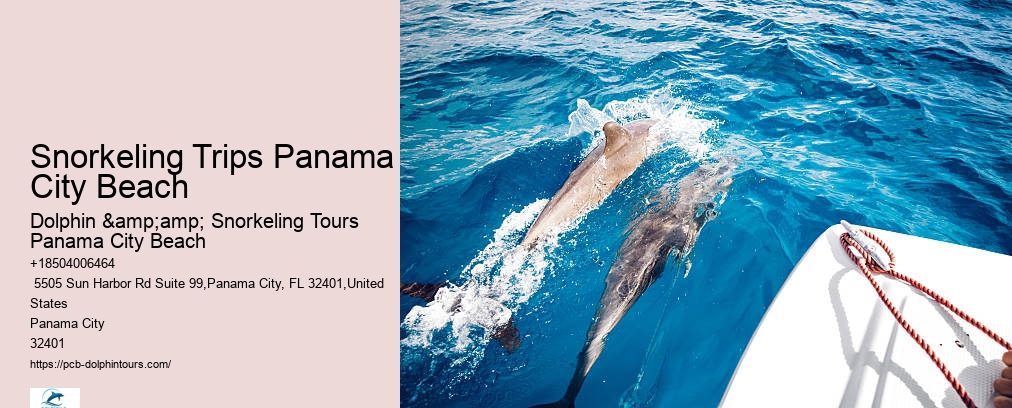 Dolphin And Snorkel Tours Panama City Beach Florida